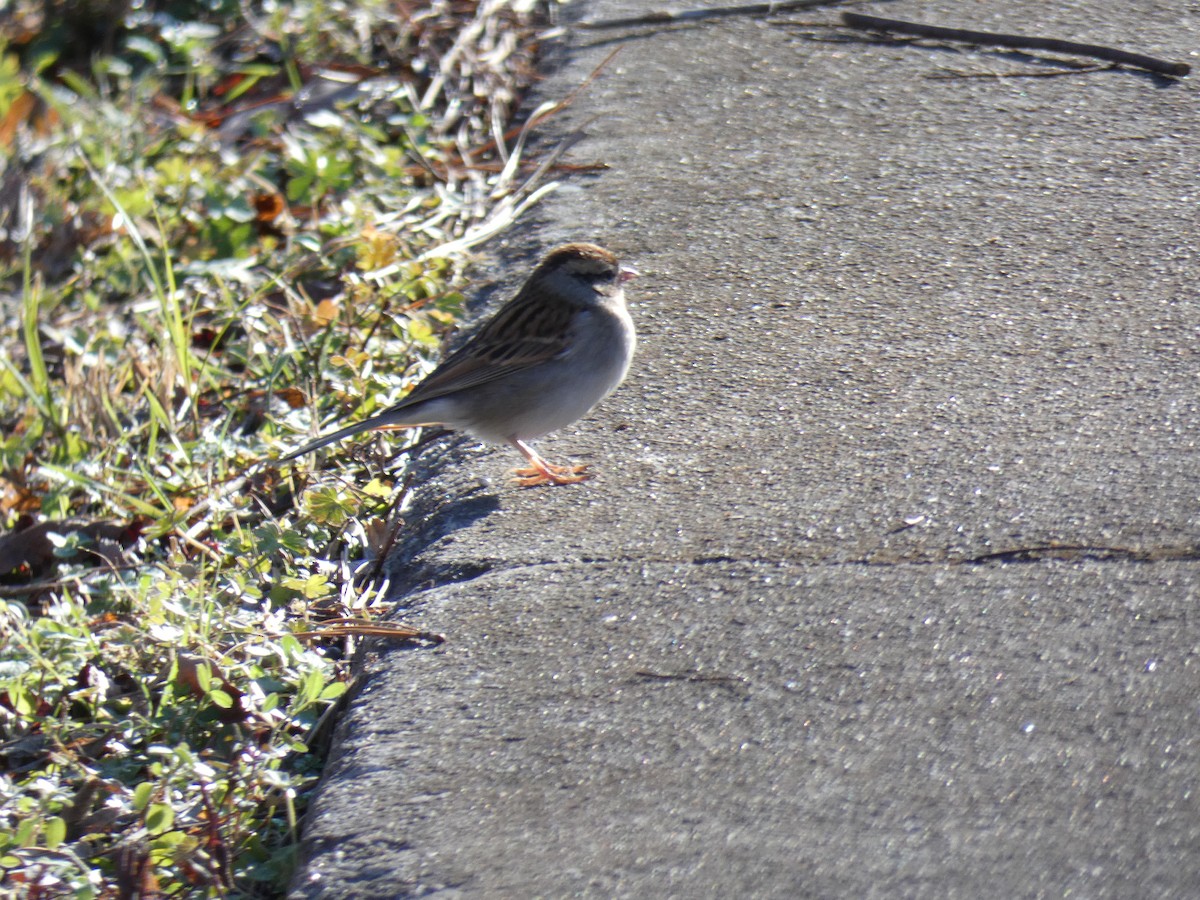 Chipping Sparrow - ML298761231