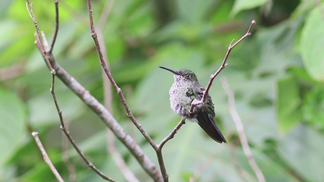 Many-spotted Hummingbird - ML298762371