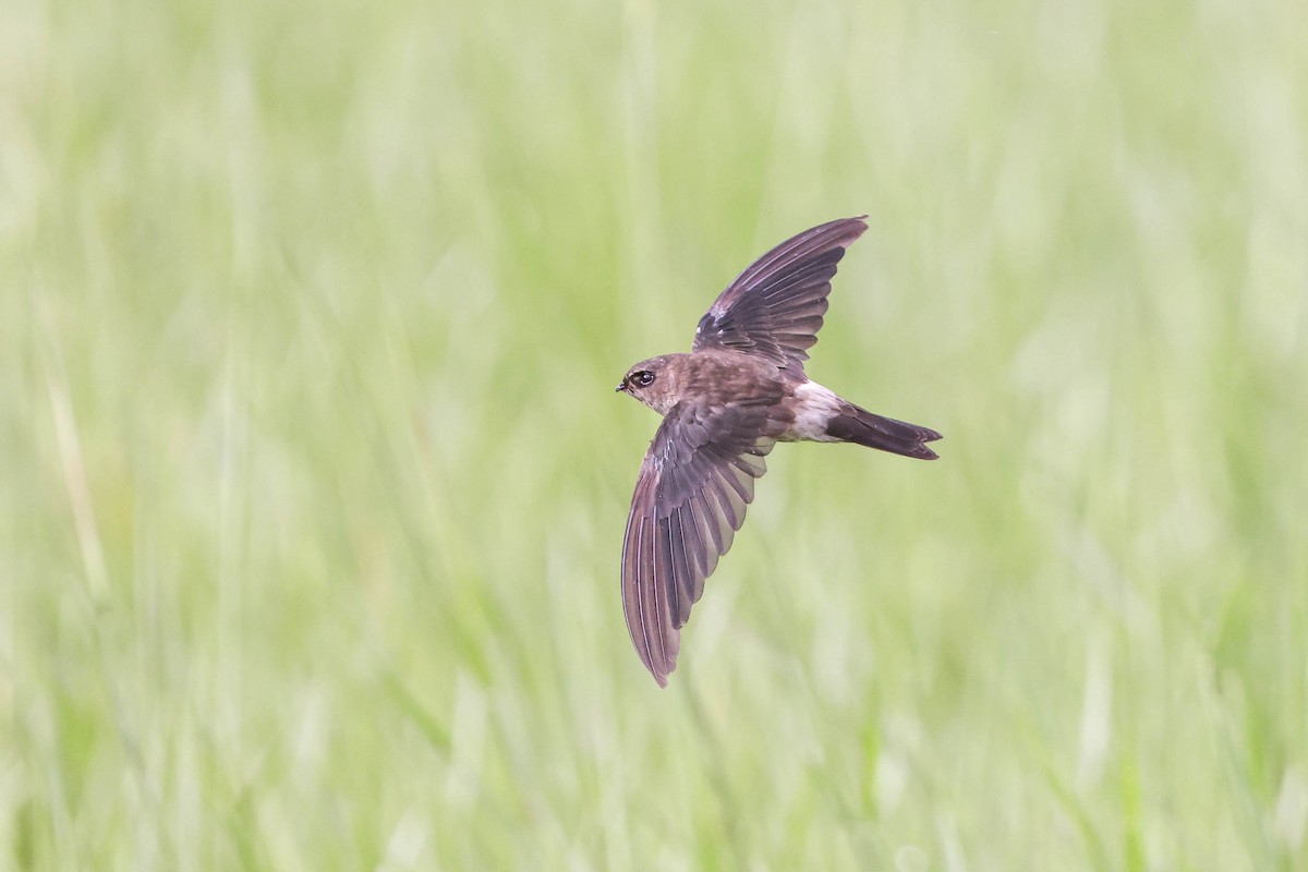 Australian Swiftlet - ML298762411