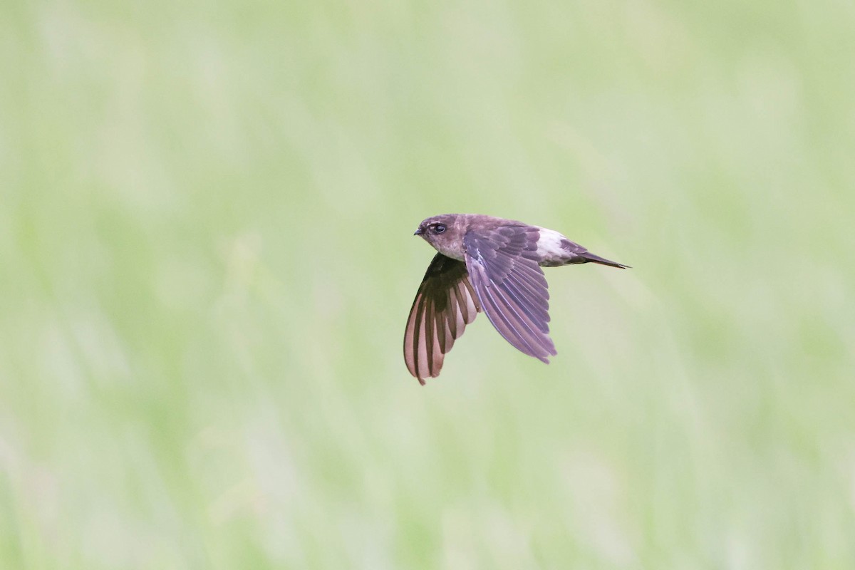 Australian Swiftlet - ML298762621