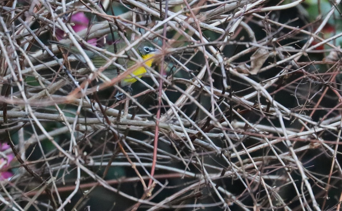 Yellow-breasted Chat - ML298764601