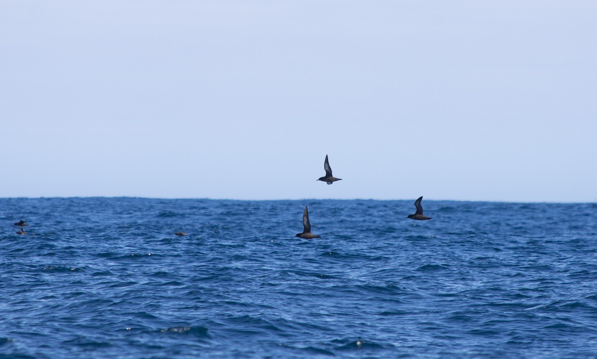 Sooty Shearwater - ML298764921
