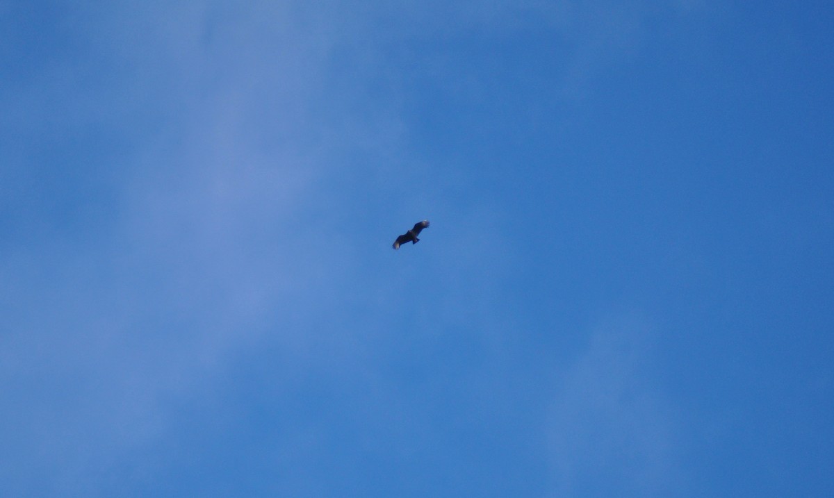 Black Vulture - ML298765471