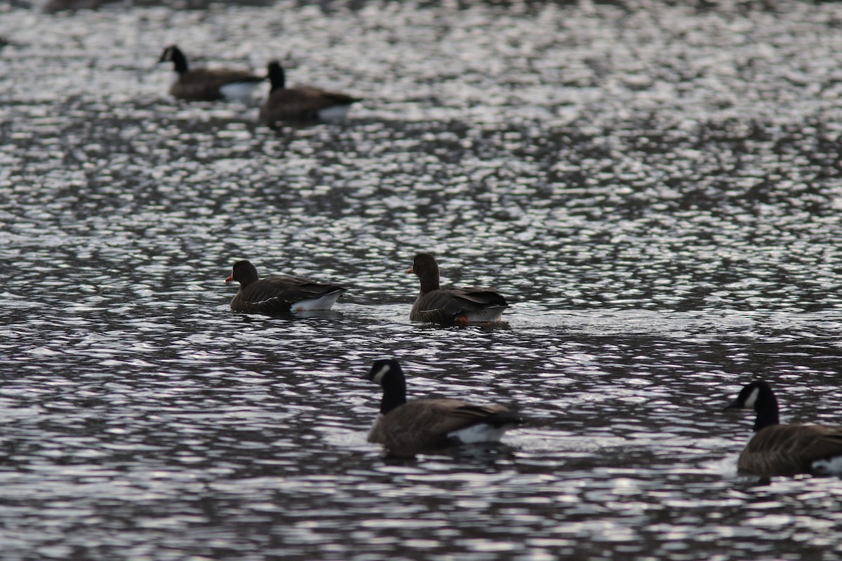 Greater White-fronted Goose - ML298765481