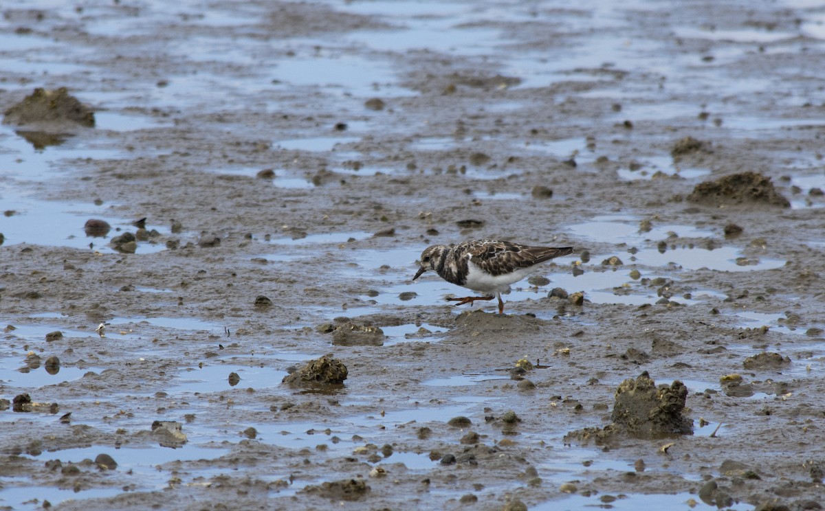Алаг хайргач - ML298766021