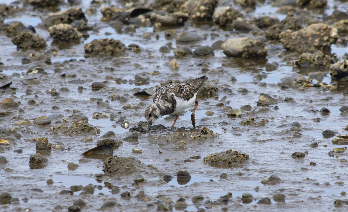 Алаг хайргач - ML298766521