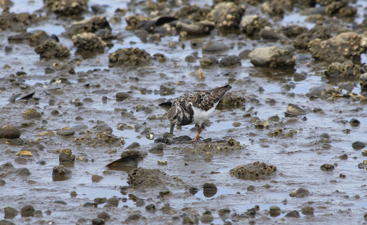 Алаг хайргач - ML298766591