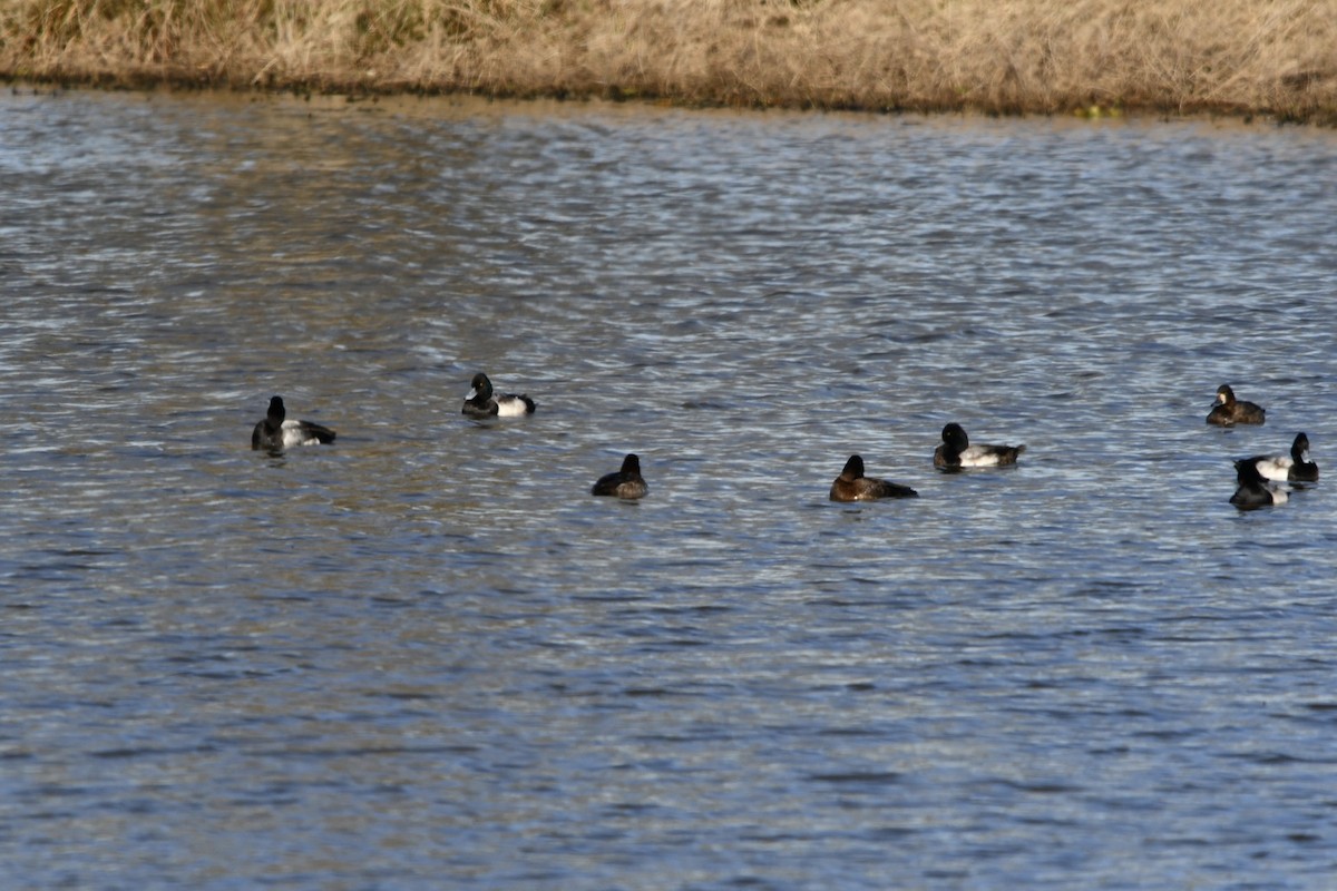 Lesser Scaup - Brandy Falise