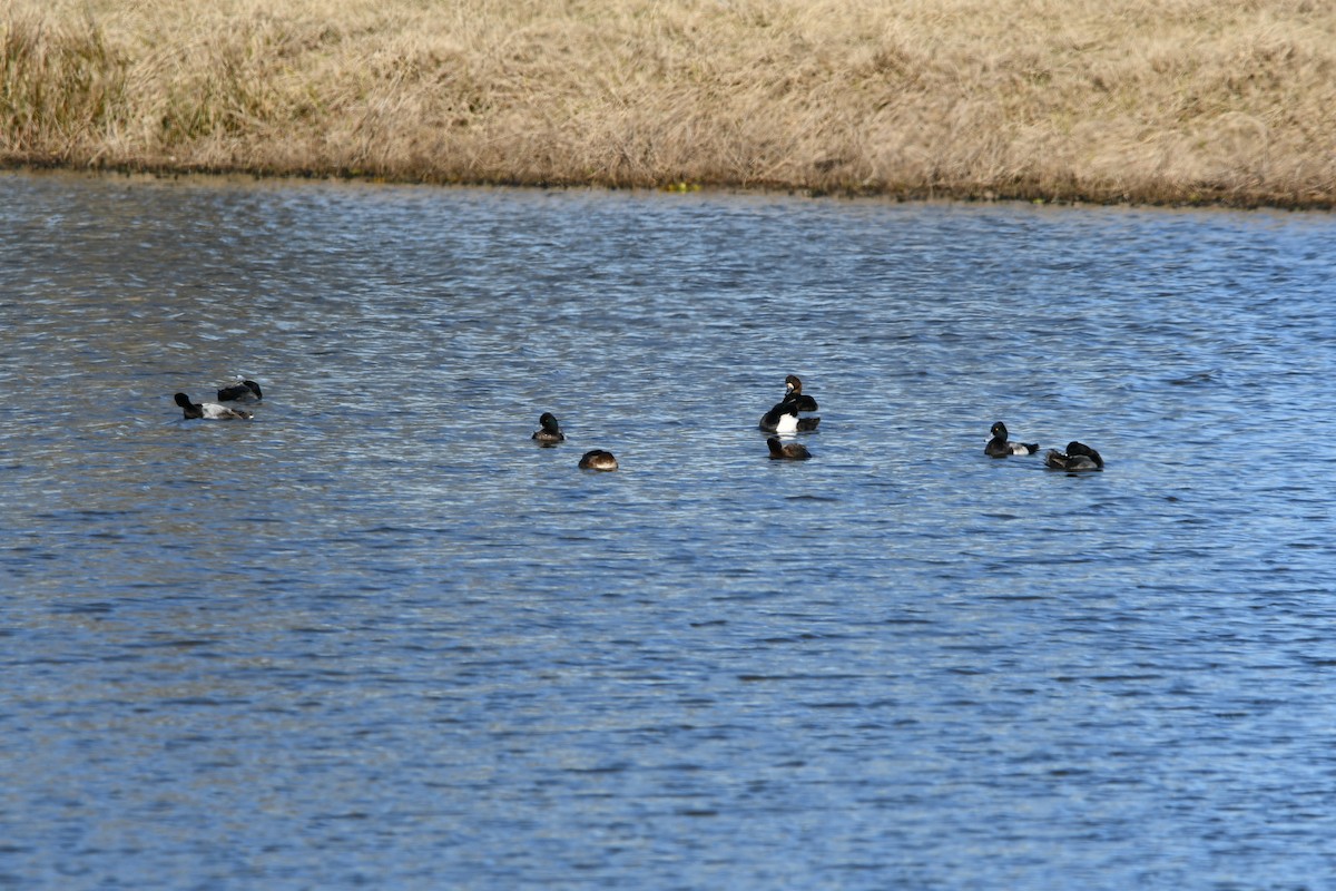 Lesser Scaup - ML298766921