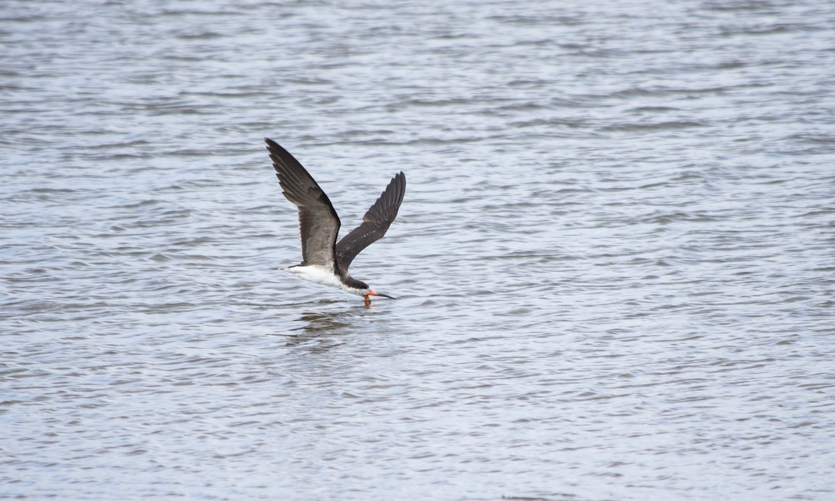 Black Skimmer - ML298767101