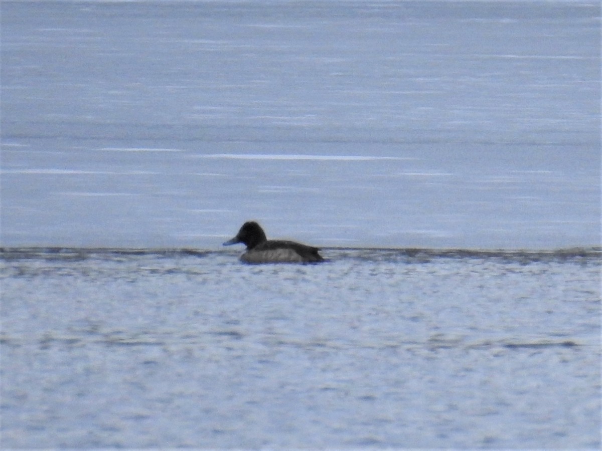 Greater/Lesser Scaup - Joan McKibben