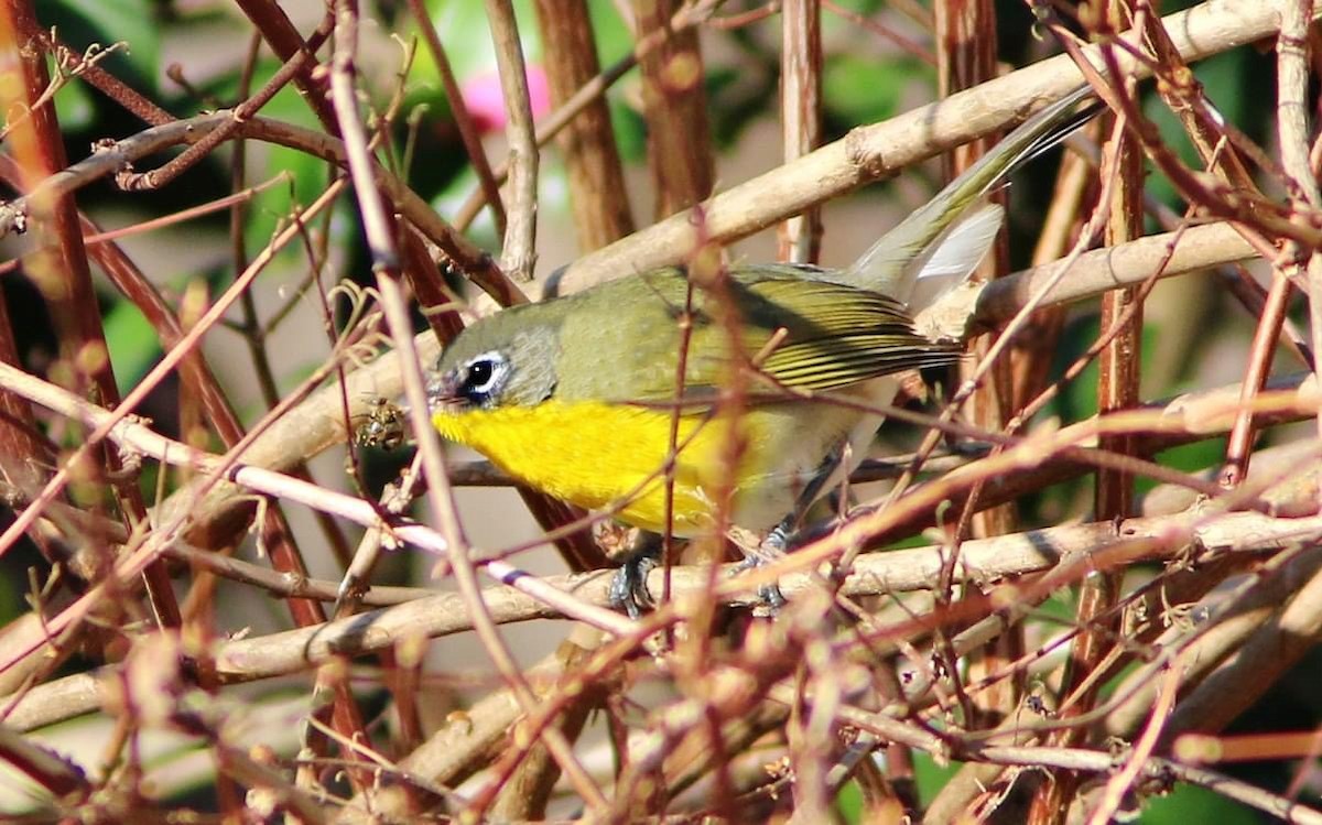 Yellow-breasted Chat - ML298769021