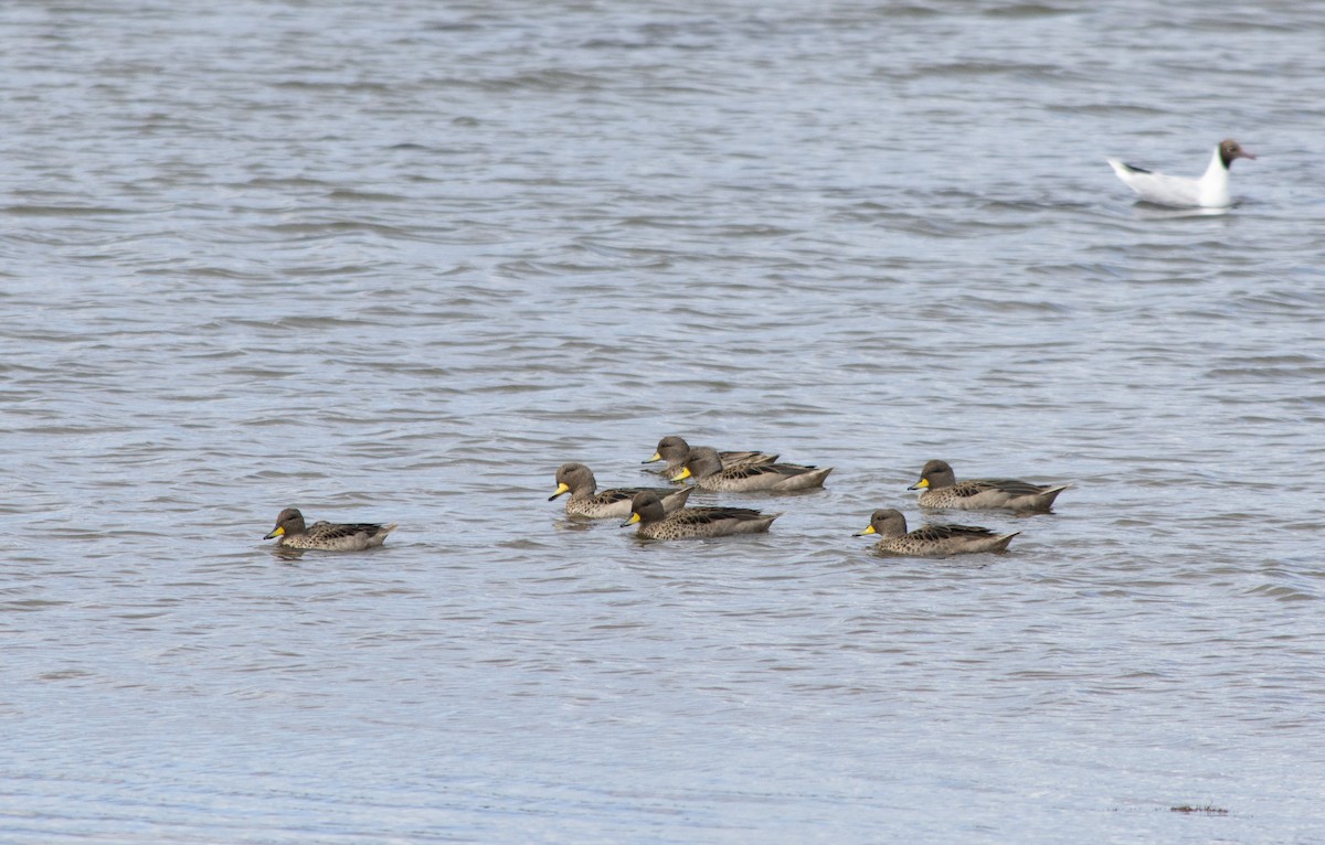 Yellow-billed Teal - ML298770551