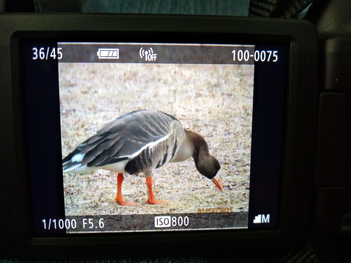 Greater White-fronted Goose - ML298770711
