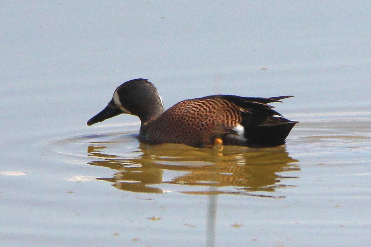 Blue-winged Teal - Paul Lewis