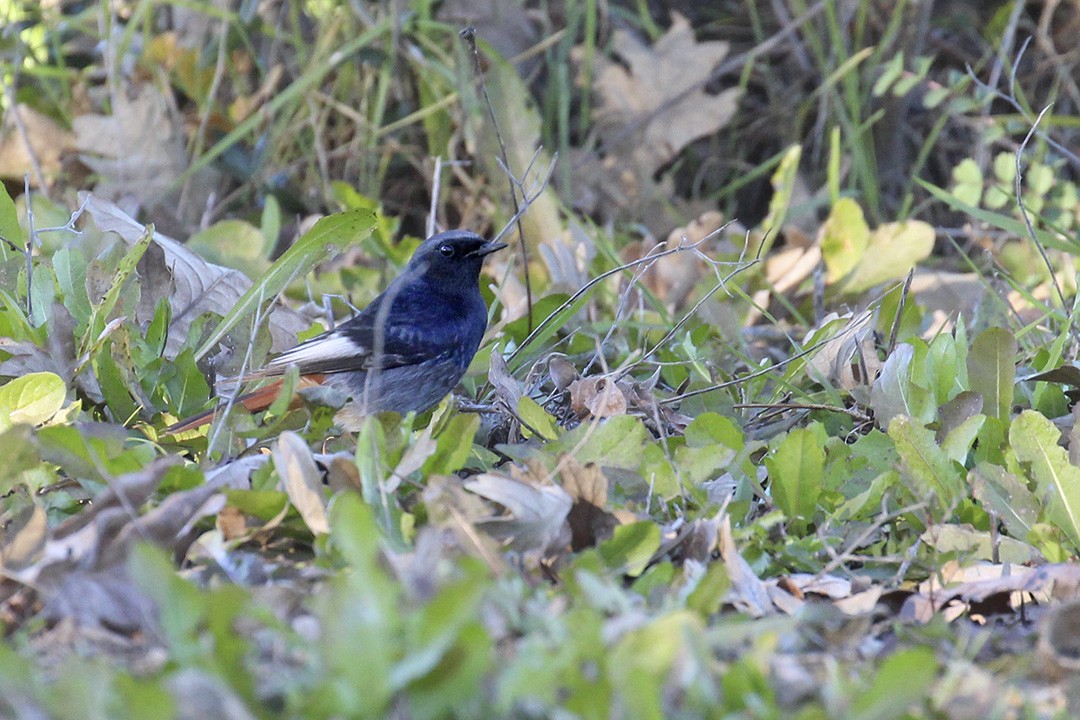 Black Redstart - ML298771121