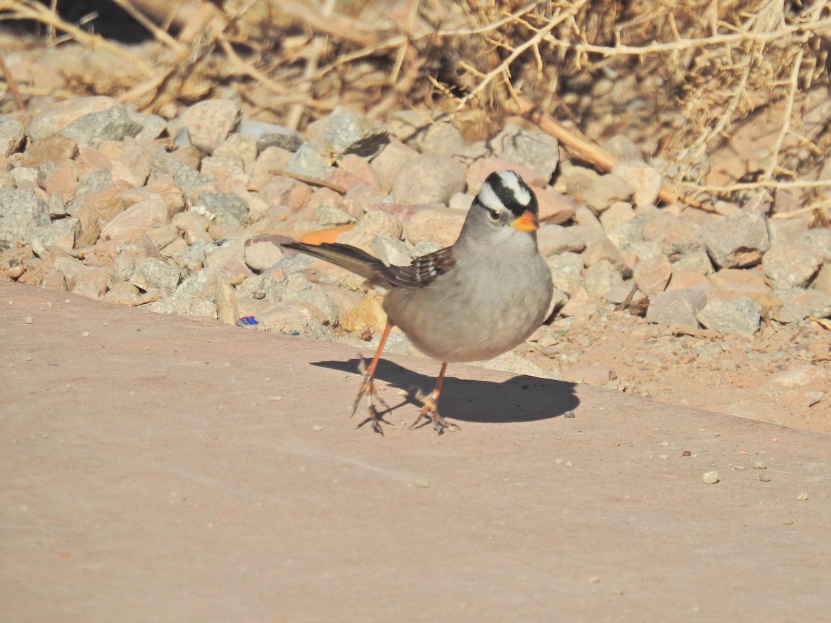 White-crowned Sparrow - ML298771261