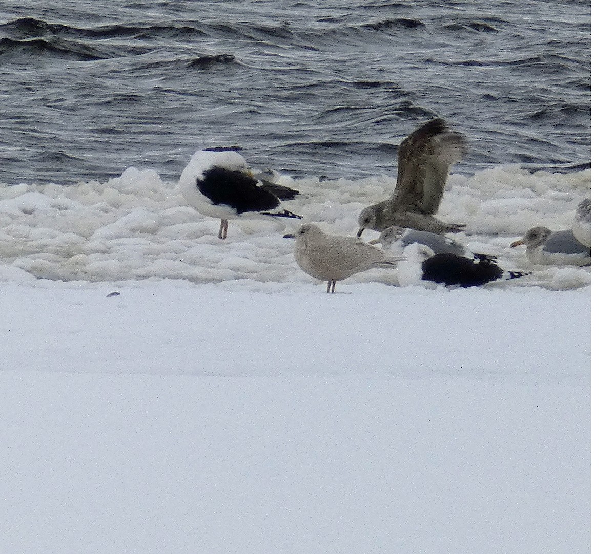 Iceland Gull - ML298775231