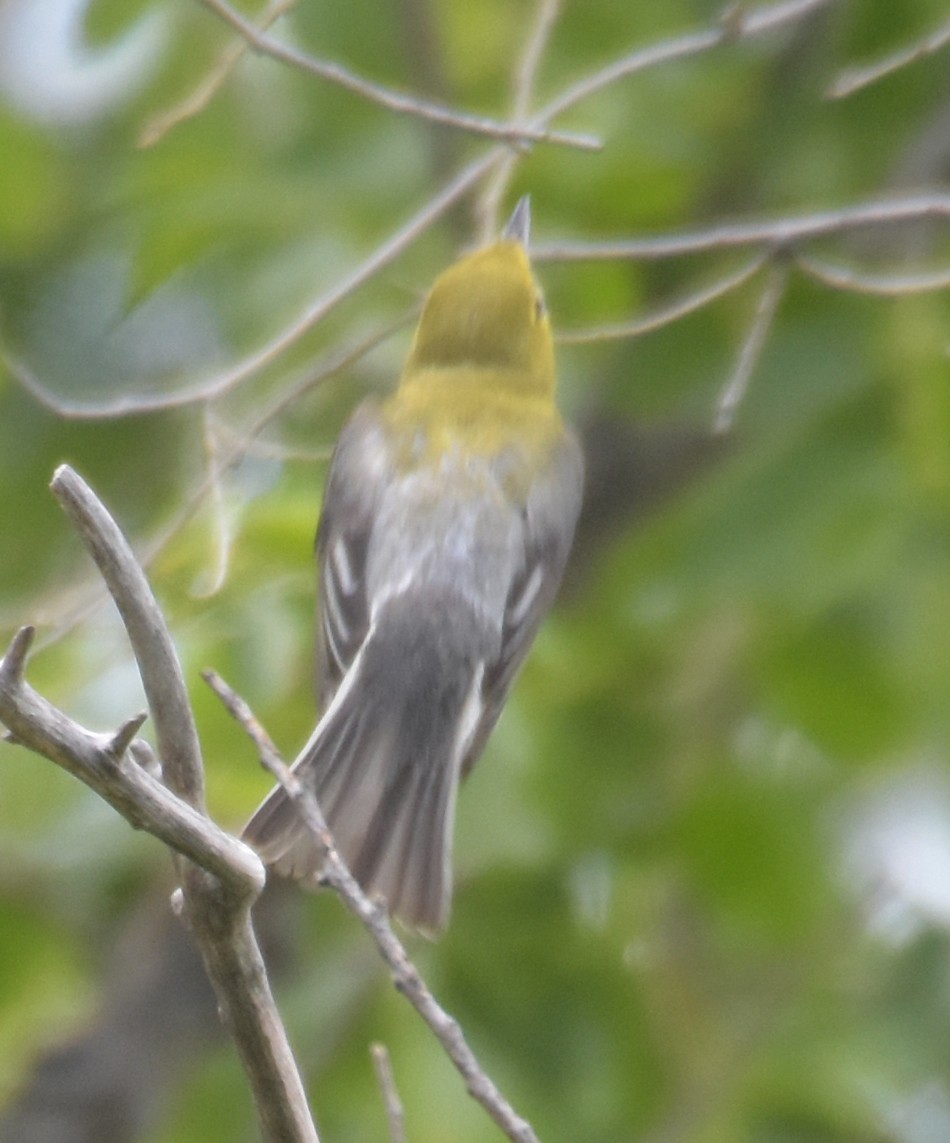 Yellow-throated Vireo - Steven Mlodinow