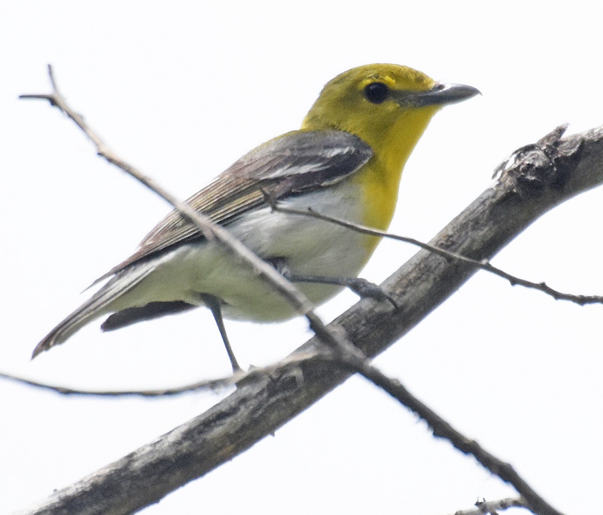 Yellow-throated Vireo - Steven Mlodinow