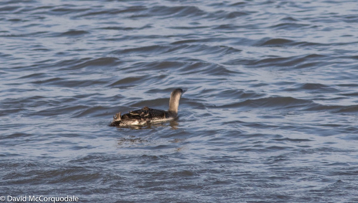 Red-throated Loon - ML298779081