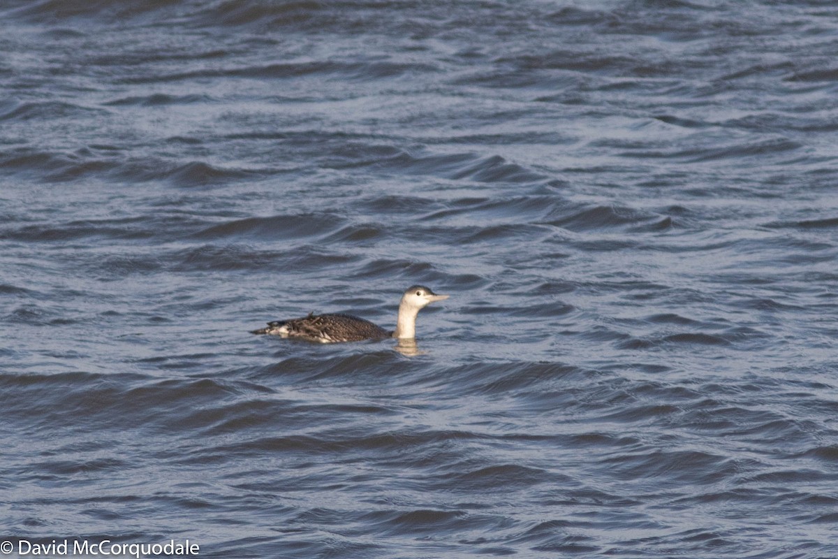 Red-throated Loon - ML298779091