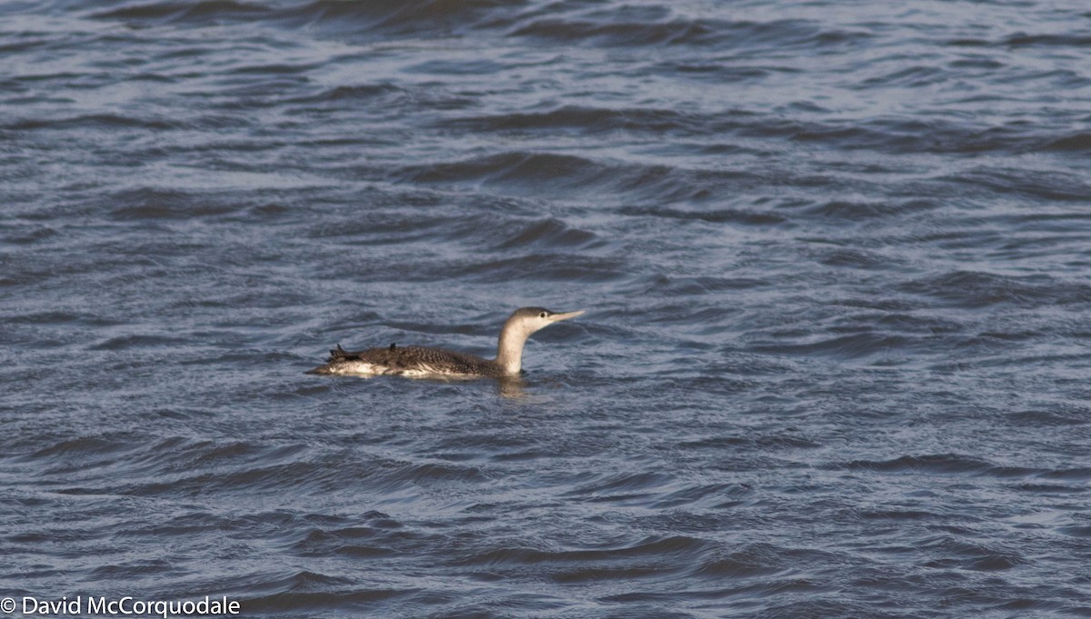 Red-throated Loon - ML298779111