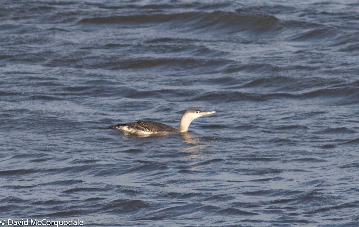 Red-throated Loon - ML298779121