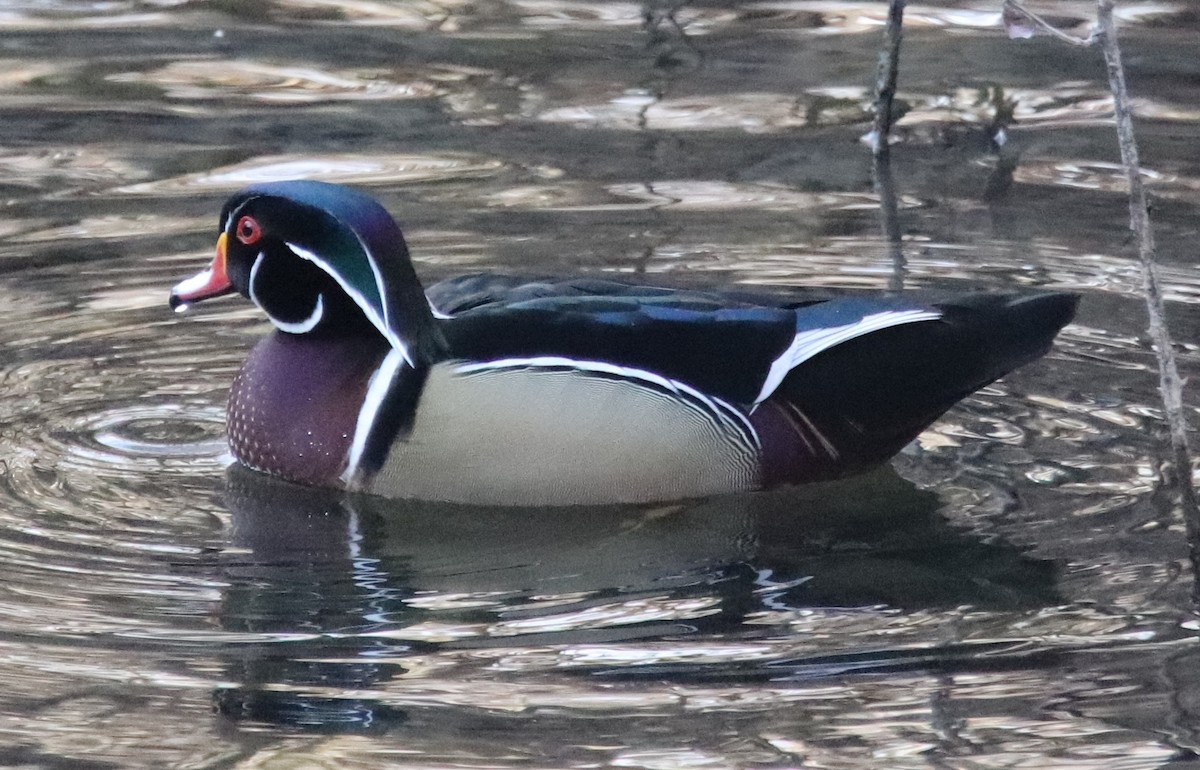 Wood Duck - ML298779651