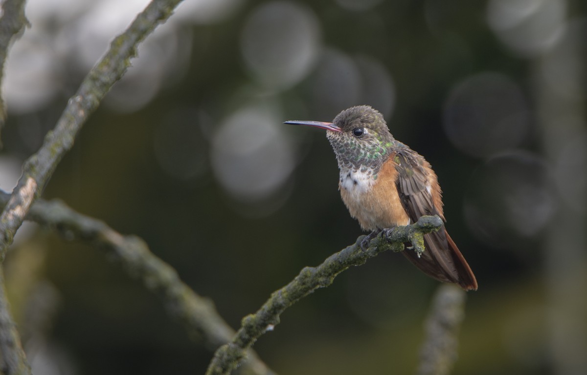 Amazilia Hummingbird - ML298780561