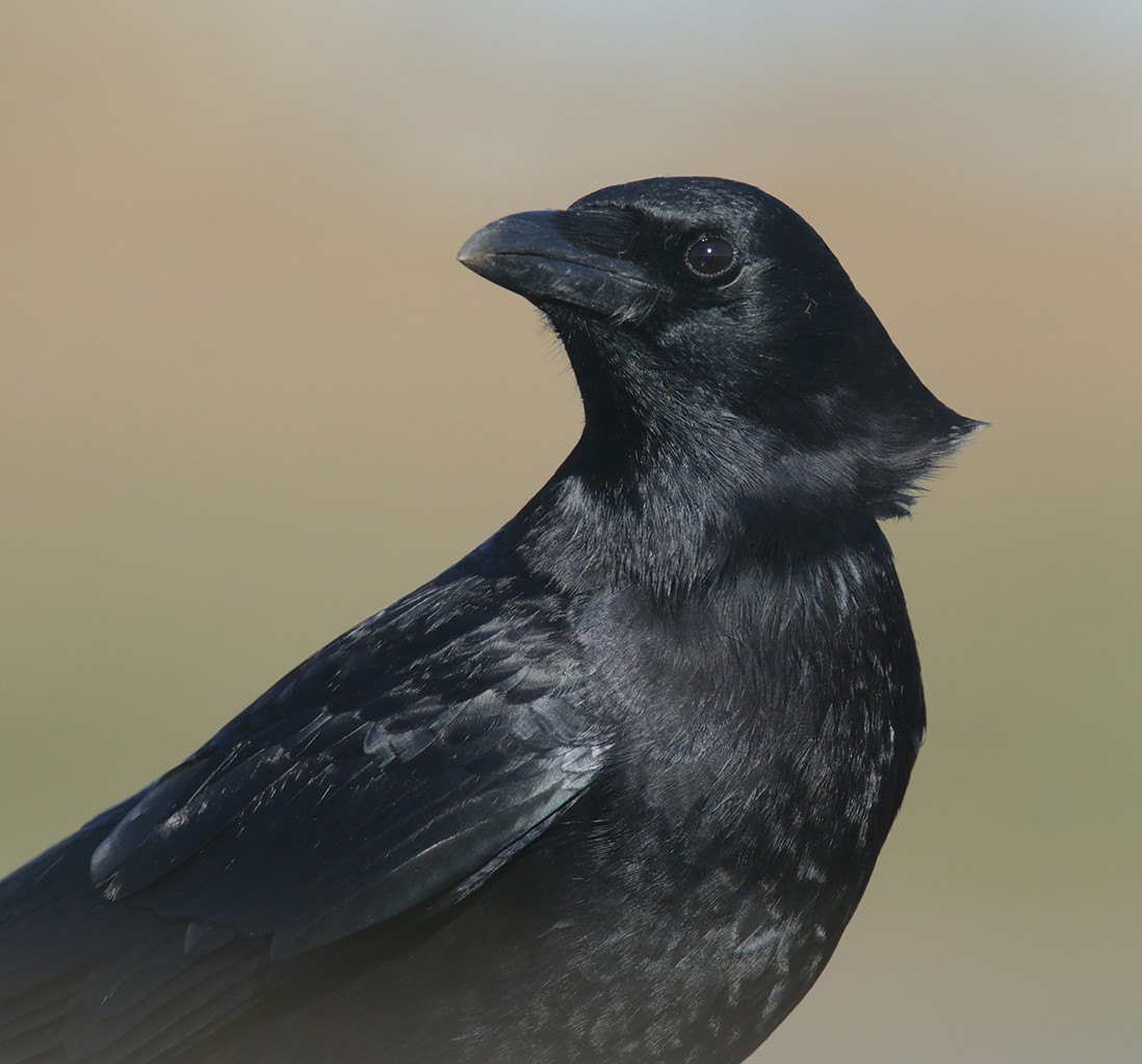 American Crow - ML298782951