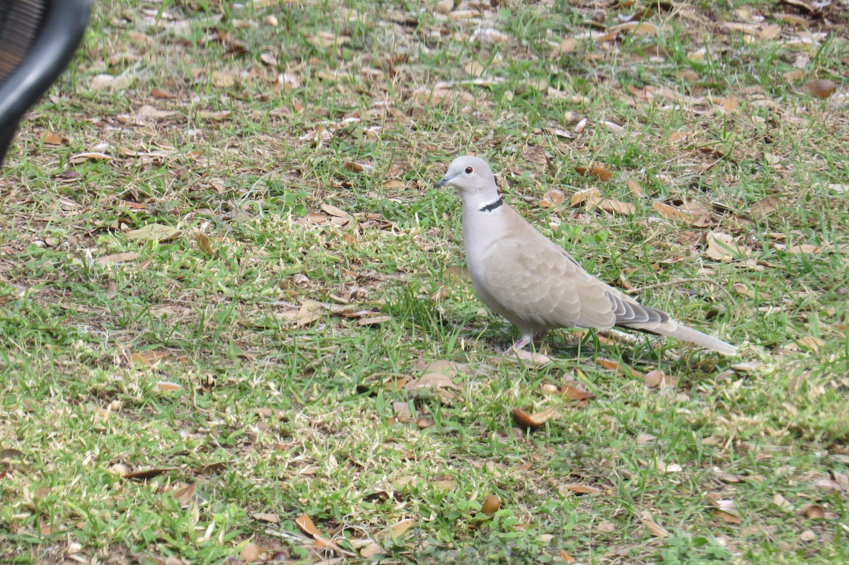 Eurasian Collared-Dove - ML298783511