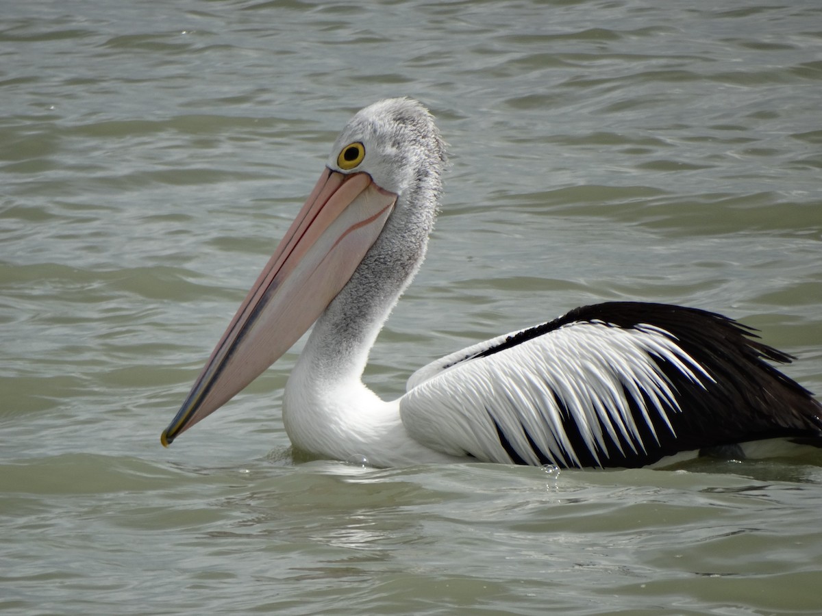 Australian Pelican - Paul Bartlett