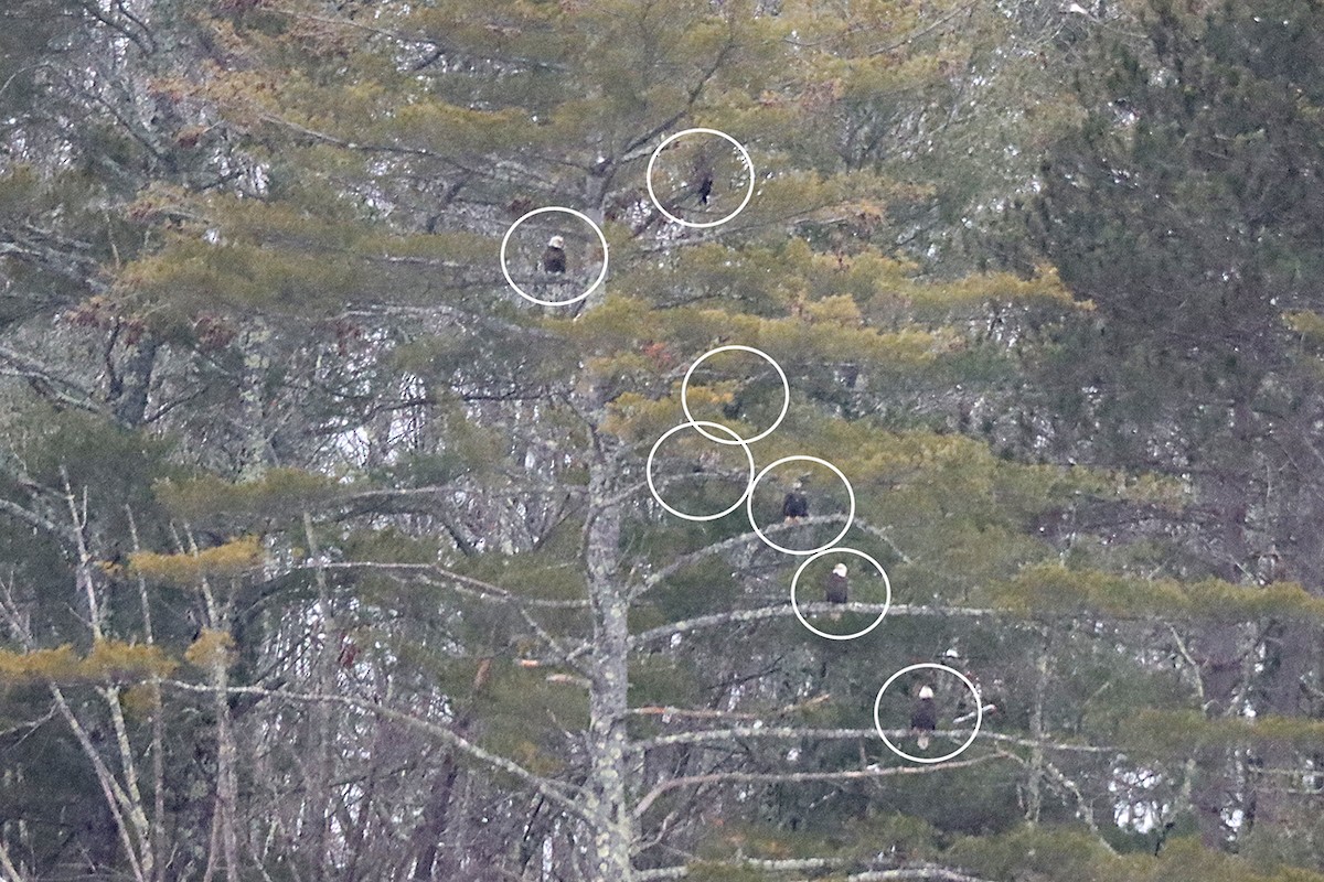 Bald Eagle - ML298785911