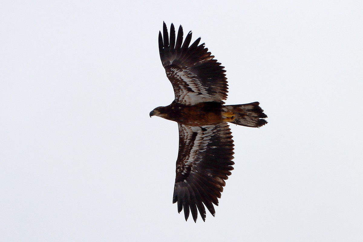 Bald Eagle - ML298785991