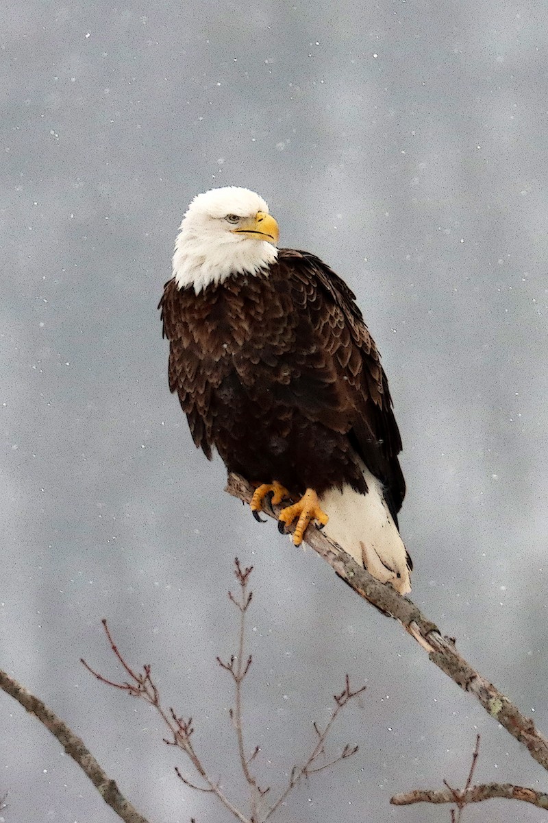 Bald Eagle - ML298786111