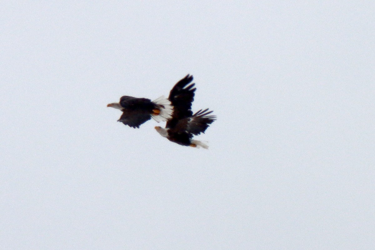 Bald Eagle - ML298786141