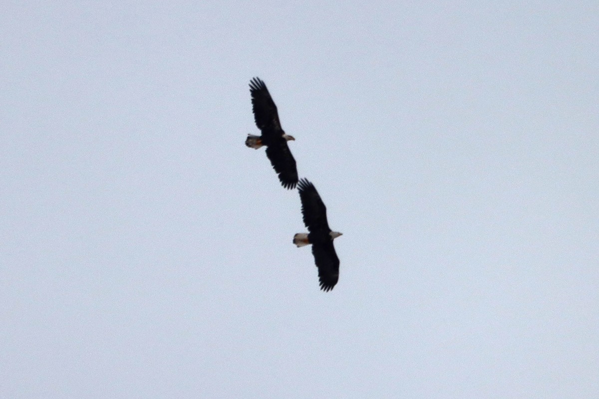 Bald Eagle - ML298786171
