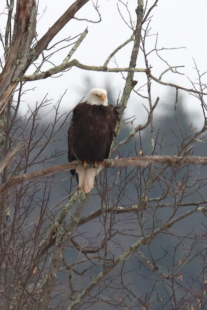 Bald Eagle - ML298786211