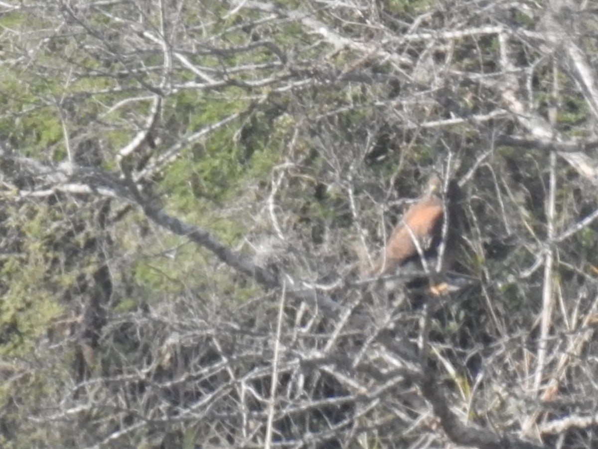 Harris's Hawk - ML298786231