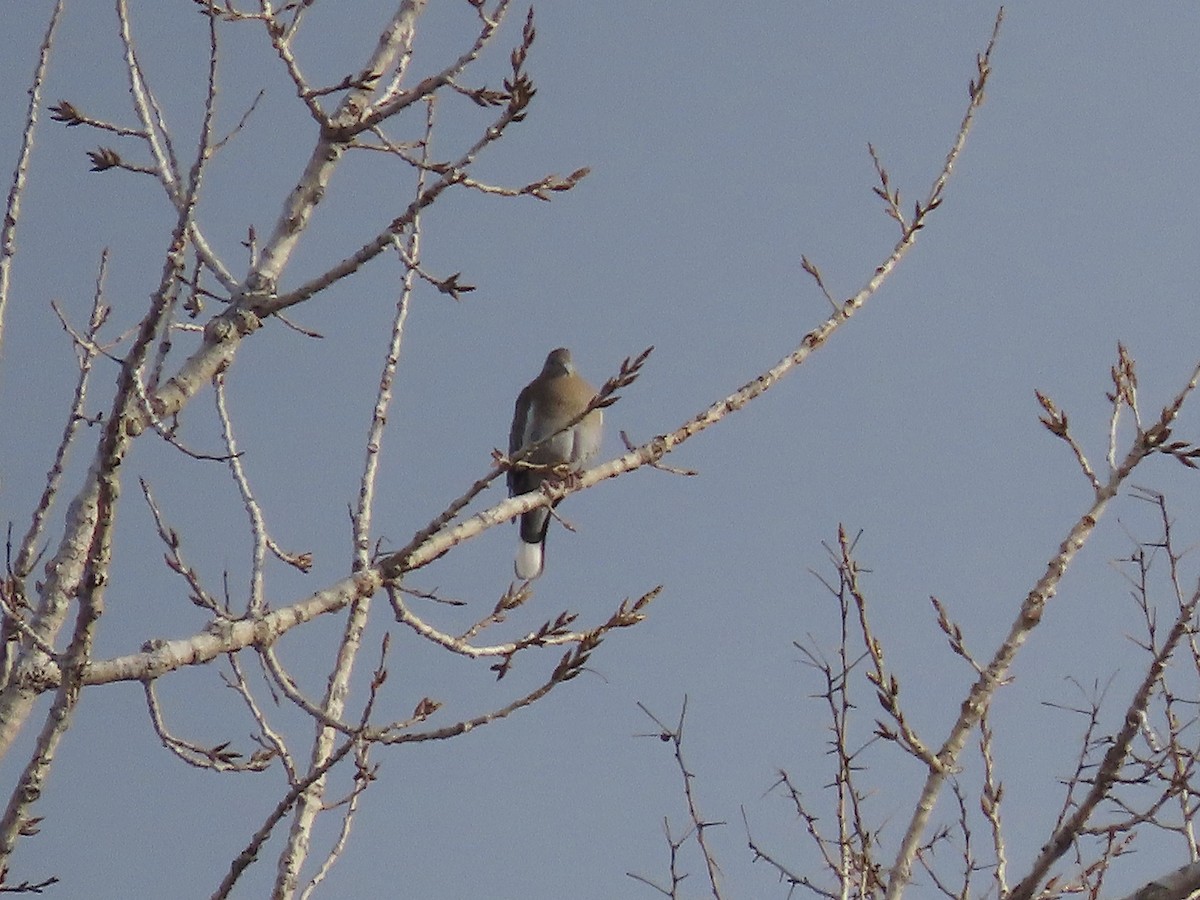 White-winged Dove - Ted Floyd