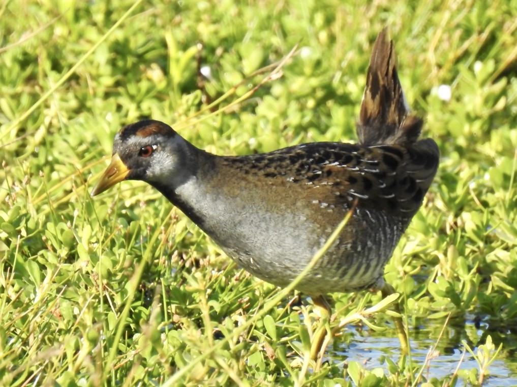 カオグロクイナ - ML298792511