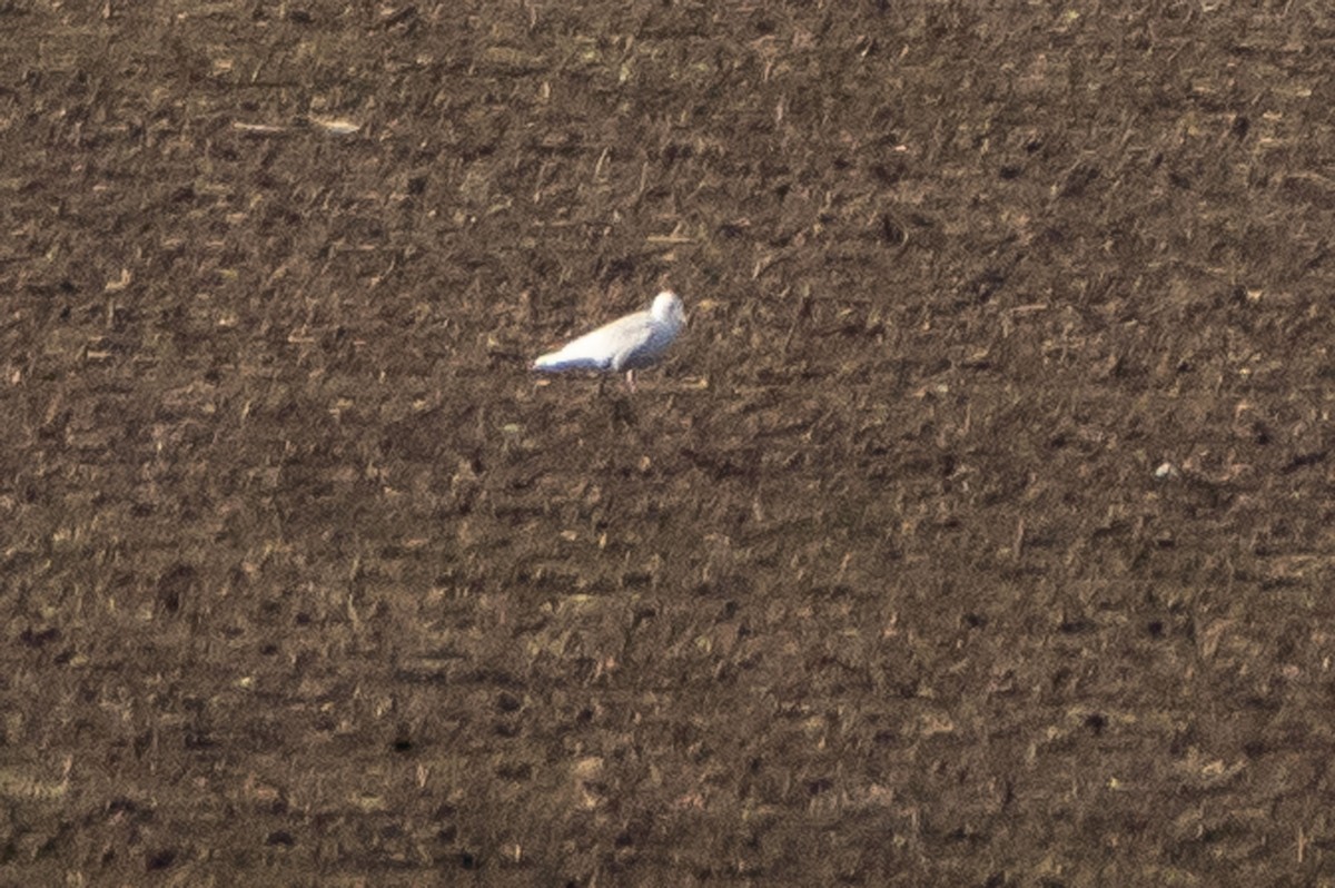 Glaucous Gull - ML298792951