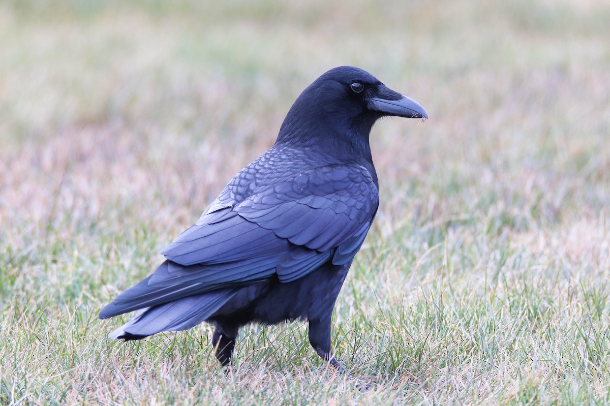 American Crow - ML298793371