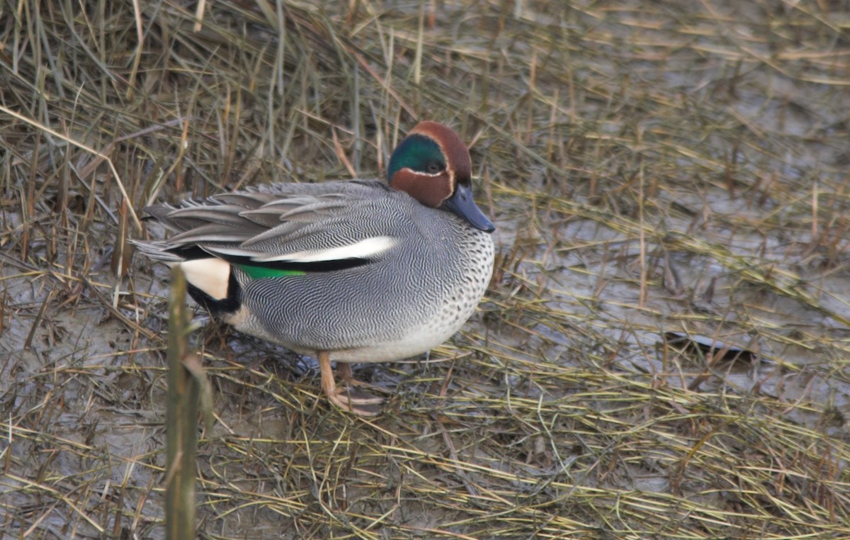 Green-winged Teal (Eurasian) - ML298793771