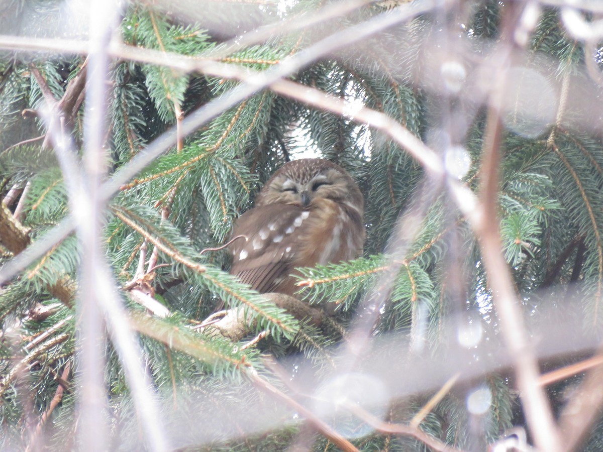 Northern Saw-whet Owl - ML298796351