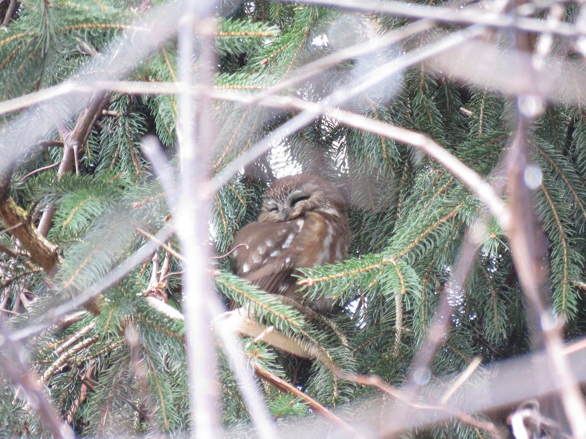 Northern Saw-whet Owl - ML298796411