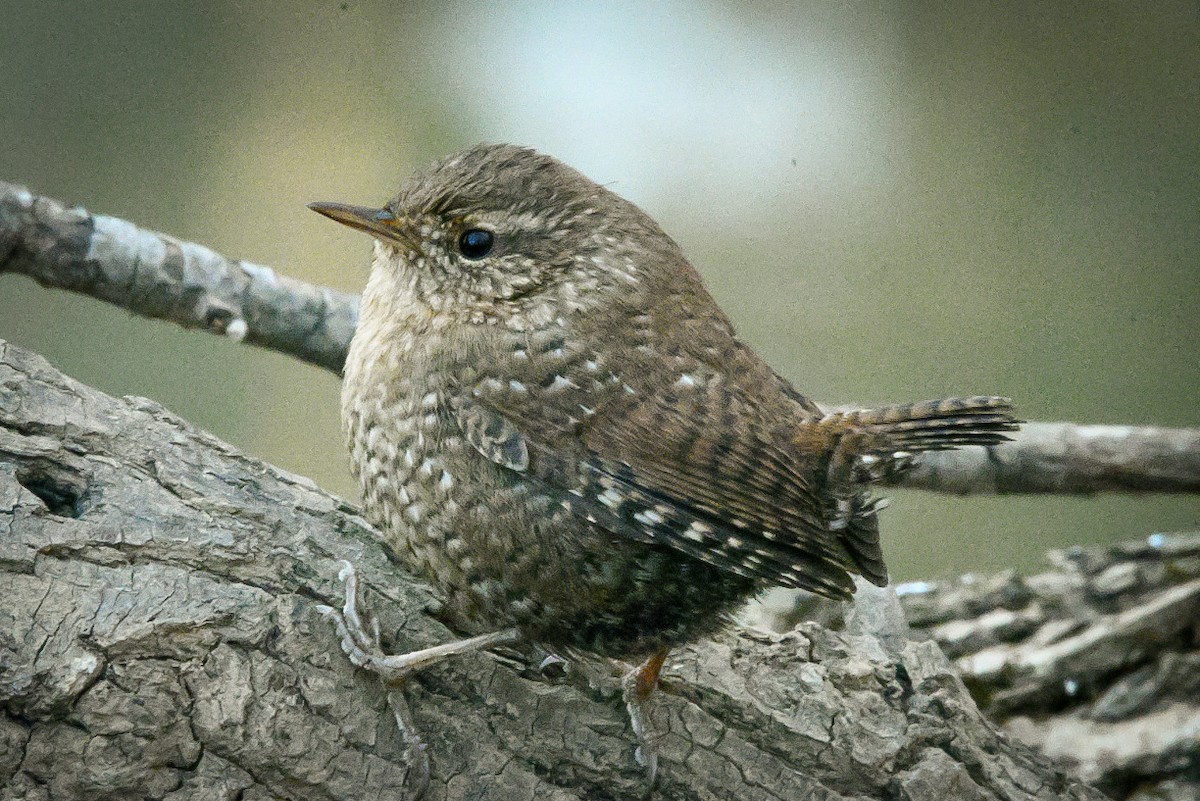 Winter Wren - zach lance