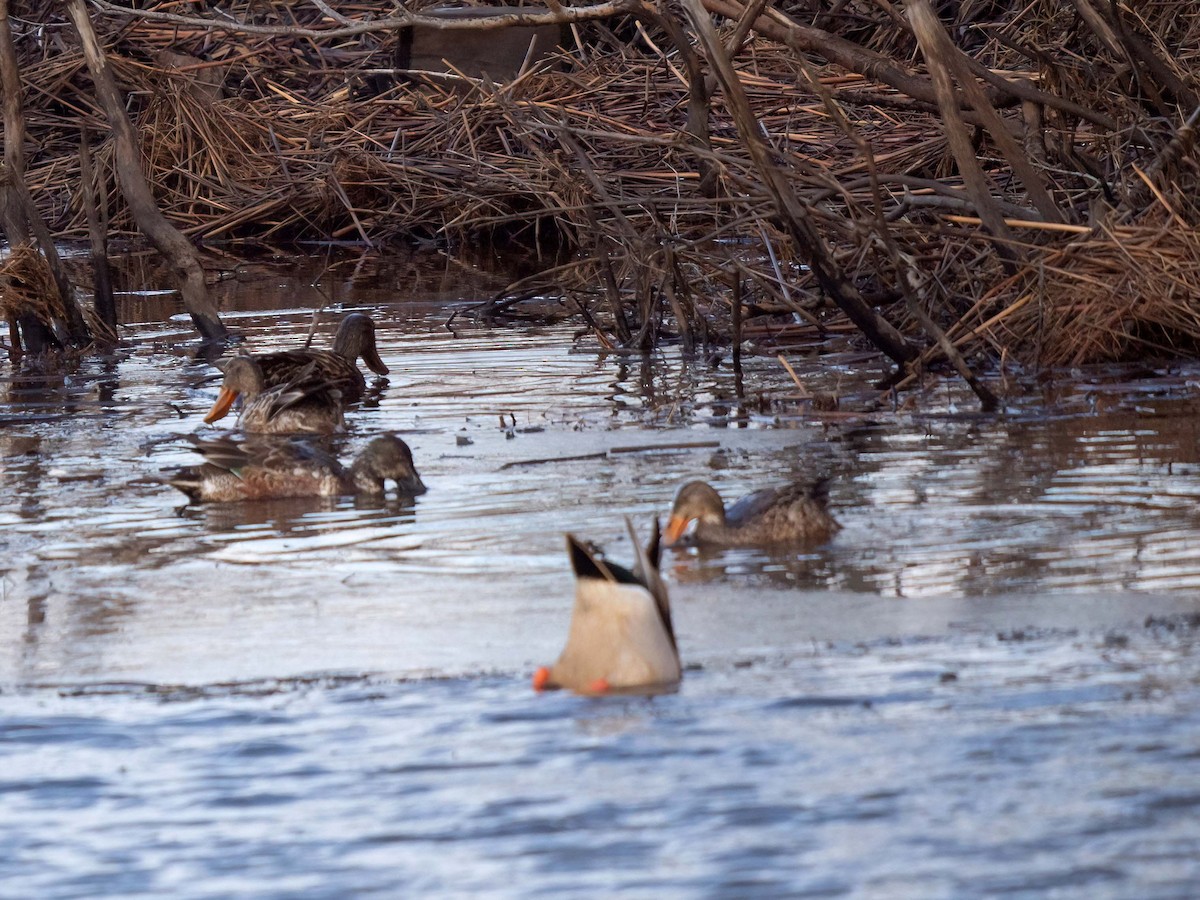 Northern Shoveler - ML298798821