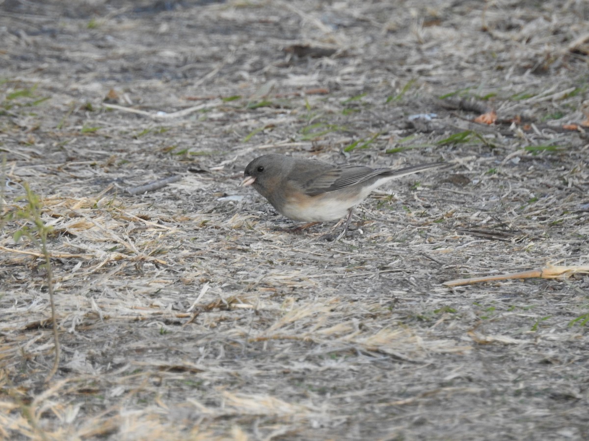 Dark-eyed Junco - ML298798871